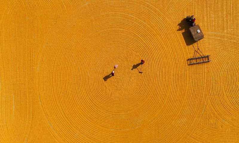 China Is Buying Argentine Corn Again and the Trade War Is Why